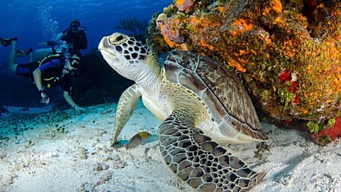Turtles have been spotted off the south coast of France.