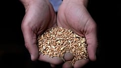 بحران گندم و نان در لبنان