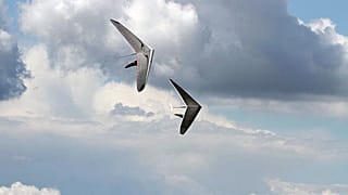 Due deltaplani al Campionato europeo