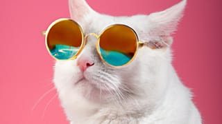 Kedi