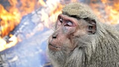 Archives : un macaque du Japon, photographié dans le centre du pays le 22 décembre 2008