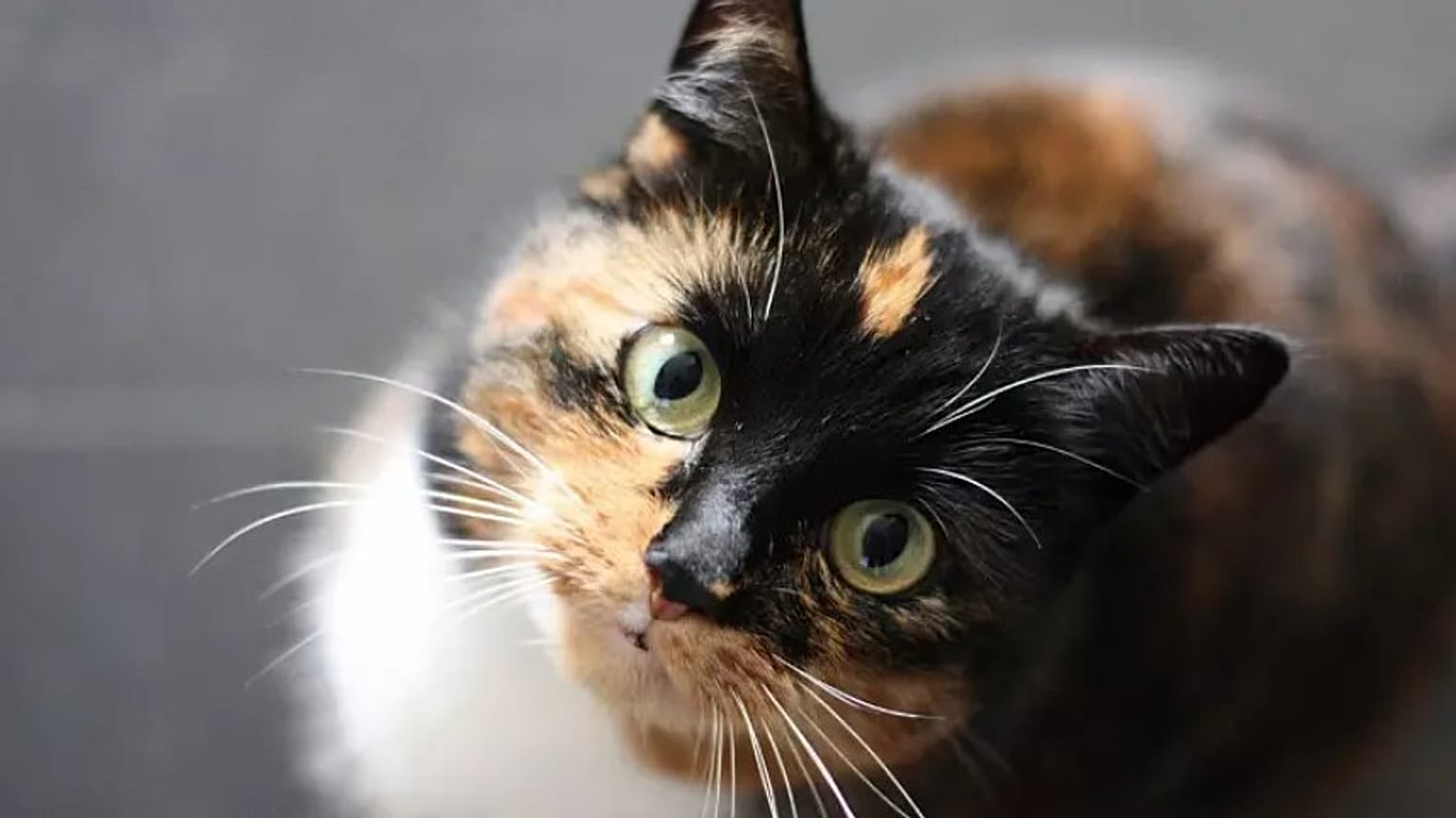 Ein wachsender wissenschaftlicher Konsens lautet, dass Hauskatzen schädliche Auswirkungen auf die biologische Vielfalt haben.