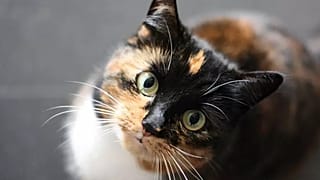 Ein wachsender wissenschaftlicher Konsens lautet, dass Hauskatzen schädliche Auswirkungen auf die biologische Vielfalt haben.