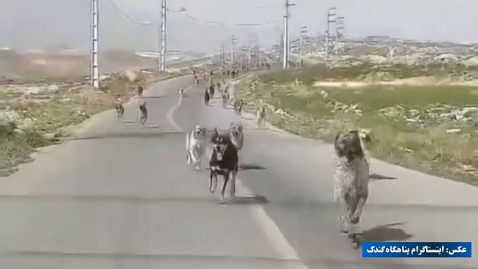 اینستاگرام پناهگاه گندک
