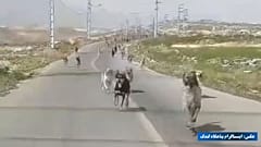 اینستاگرام پناهگاه گندک