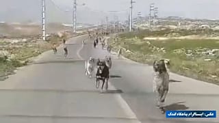 اینستاگرام پناهگاه گندک