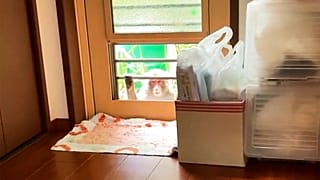 یکی از میمونهای مهاجم در شهر یاماگوچی ژاپن