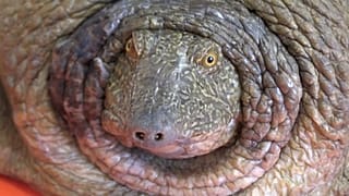 Euphrates tortoise