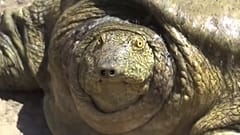 Euphrat-Schildkröte