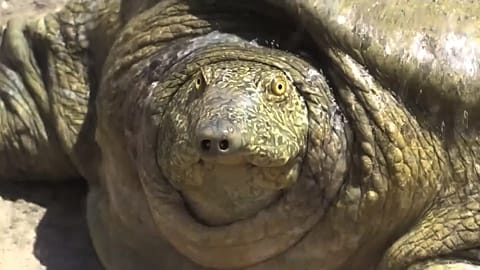 Euphrat-Schildkröte