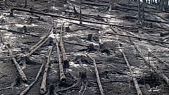 Verbrannte Bäume in der Nähe von Hřensko