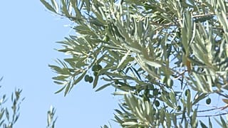 Olives and wine are under threat from the climate crisis
