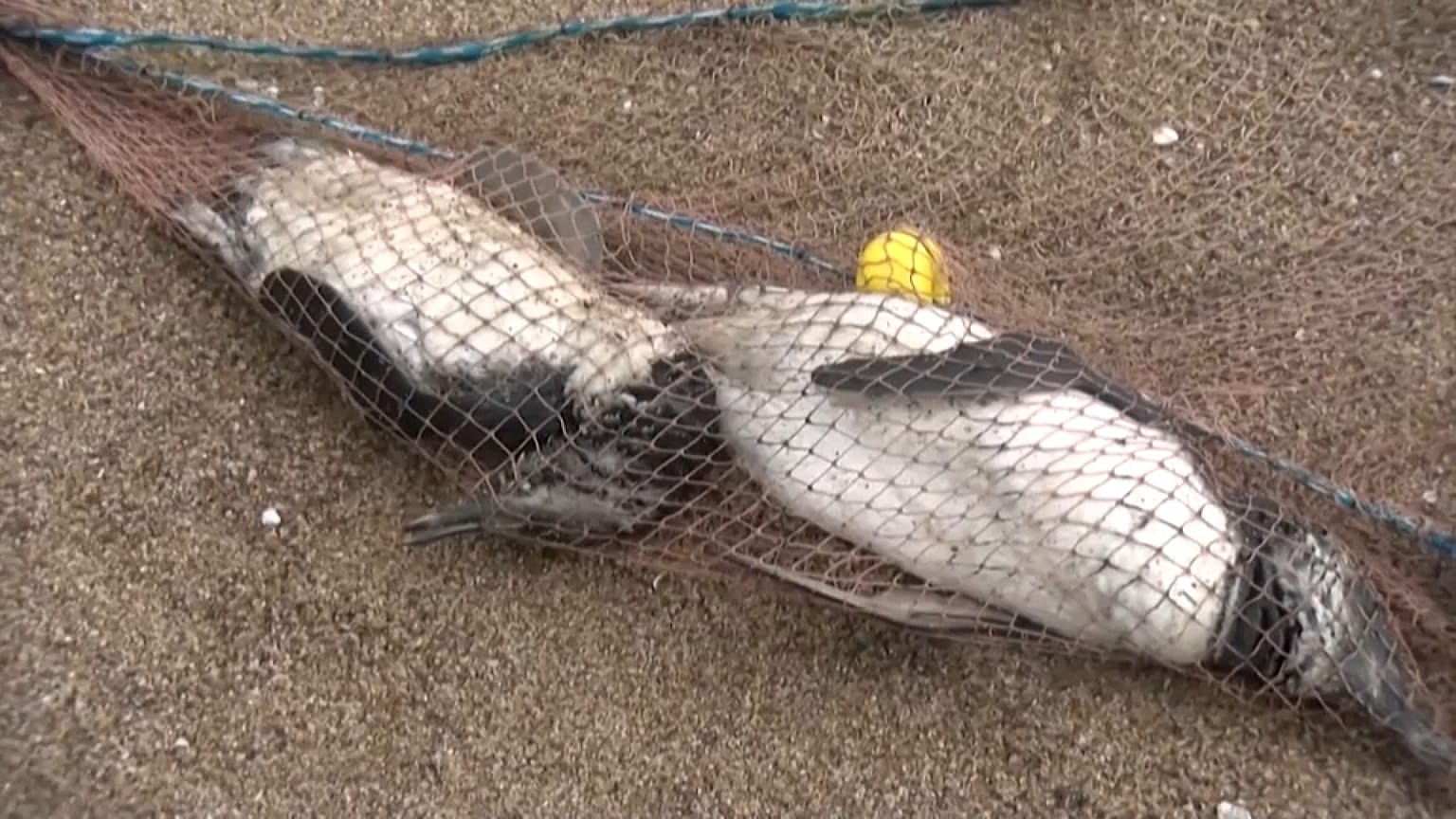 Pingüinos muertos atrapados en una red en Uruguay