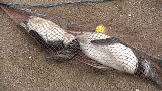 Pingüinos muertos atrapados en una red en Uruguay