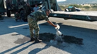 Στρατιωτικός διασώζει πελαργό
