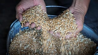 L'accord entre l'Ukraine et la Russie devrait permettre l'exportation de tonnes de céréales bloquées à cause de la guerre
