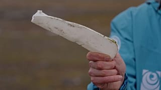 Plastikmüll kommt auch in die Arktis