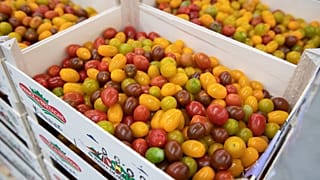 Archives : cagettes de tomates dans une coopérative agricole de Saint-Pol-de-Léon, en Bretagne dans l'ouest de la France, le 31 mai 2022