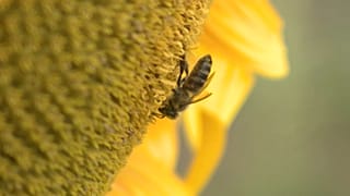 Eine Biene auf Nahrungssuche