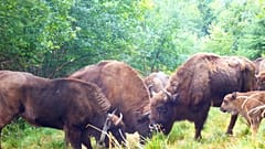 Bisontes en Rumanía. 