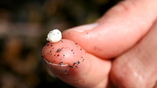 Microplásticos estão presentes nas praias do Ártico