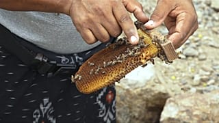 تربية النحل وصناعة العسل في اليمن.