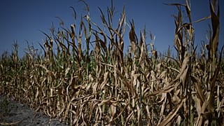 Champ de maïs souffrant de la sécheresse en Gironde, dans le sud-ouest de la France, le 1er août 2022.