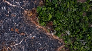Área ardida continua a aumentar na Amzónia brasileira