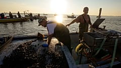 Pescatori di vongole a caccia del mollusco nel Delta del Po