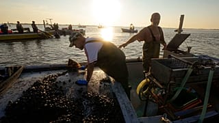 Pescatori di vongole a caccia del mollusco nel Delta del Po
