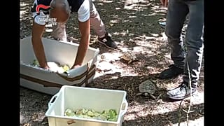 Diese Griechischen Landschildkröten wurden von Venedig nach Modena umgesiedelt