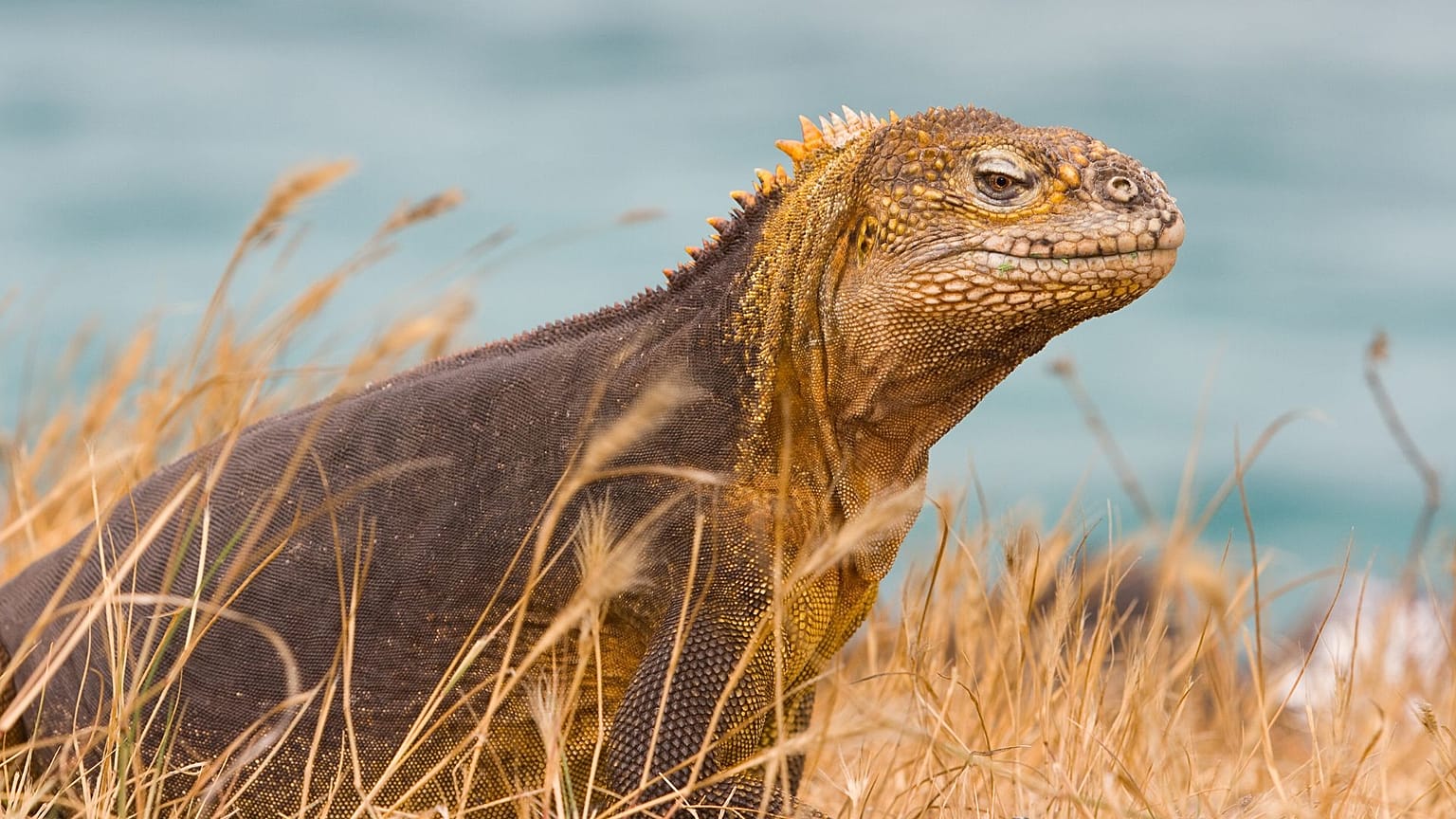 A Galápagos land iguana 