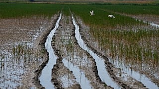 A szárazság és a szokatlanul meleg időjárás megemelte a sószintet Olaszország legnagyobb deltájában. 