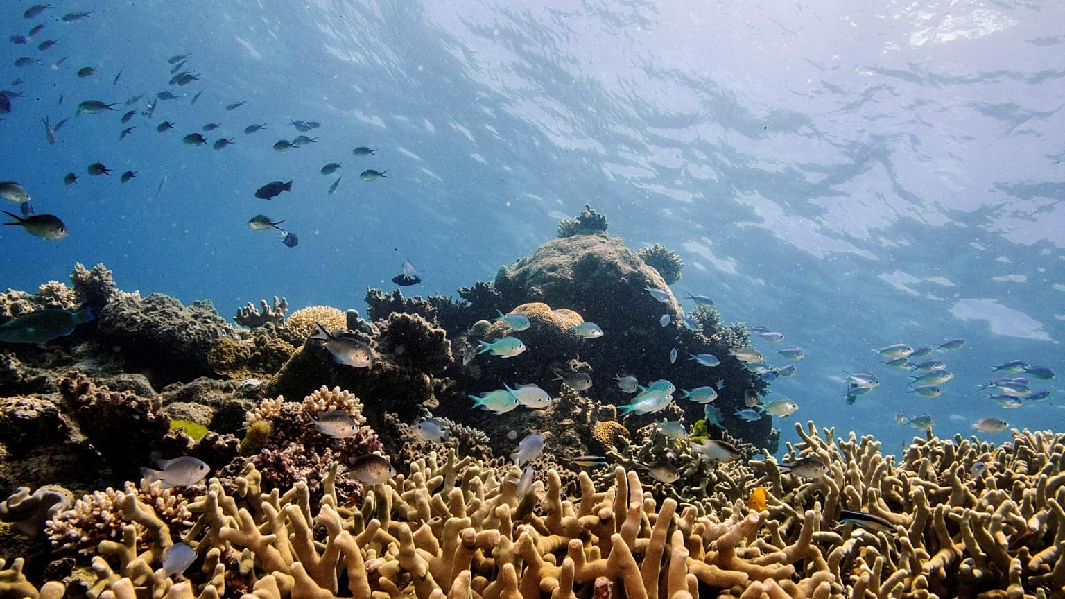 Assorted reef fish swim above a staghorn coral colony as it grows on the Great Barrier Reef off the coast of Cairns, Australia. 