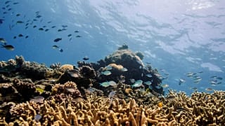 Assorted reef fish swim above a staghorn coral colony as it grows on the Great Barrier Reef off the coast of Cairns, Australia. 