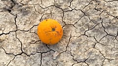 Eine Orange liegt auf dem ausgetrockneten Boden in der Nähe von Alicante, Spanien, Archiv.