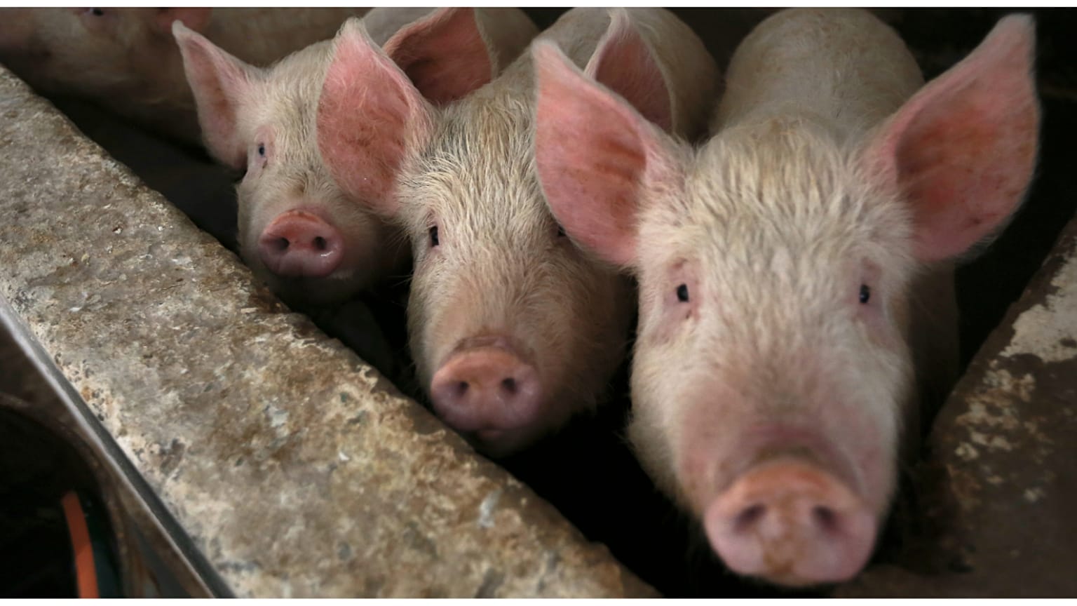 صورة لثلاثة خنازير 