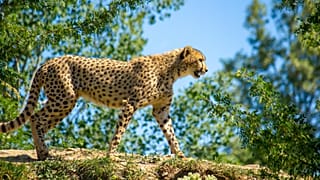 India is brining back its wild cheetahs after their extinction in 1952.