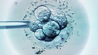The mouse's synthetic embryos grew for eight days outside of a womb.