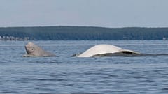 Egy kicsi és egy nagy fehér delfin Alaszka partjainál 2009-ben