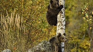 Bärenjunges nahe des Touristenortes Tusnad in Zentralrumänien (19. Oktober 2019)