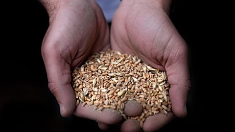 A worker holds a handful of wheat at the Modern Mills of Lebanon, in Beirut, Lebanon, April 12, 2022.
