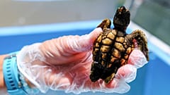 A baby loggerhead turtle at Turtle Hospital in Marathon, Florida, USA.