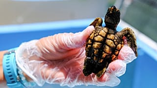 A baby loggerhead turtle at Turtle Hospital in Marathon, Florida, USA.