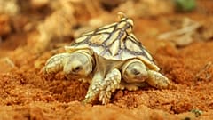 Ungewöhnlich: eine zweiköpfige Schildkröte erblickte in den Niederlanden das Licht der Welt