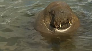 La morsa Freya en la costa de Oslo, Noruega