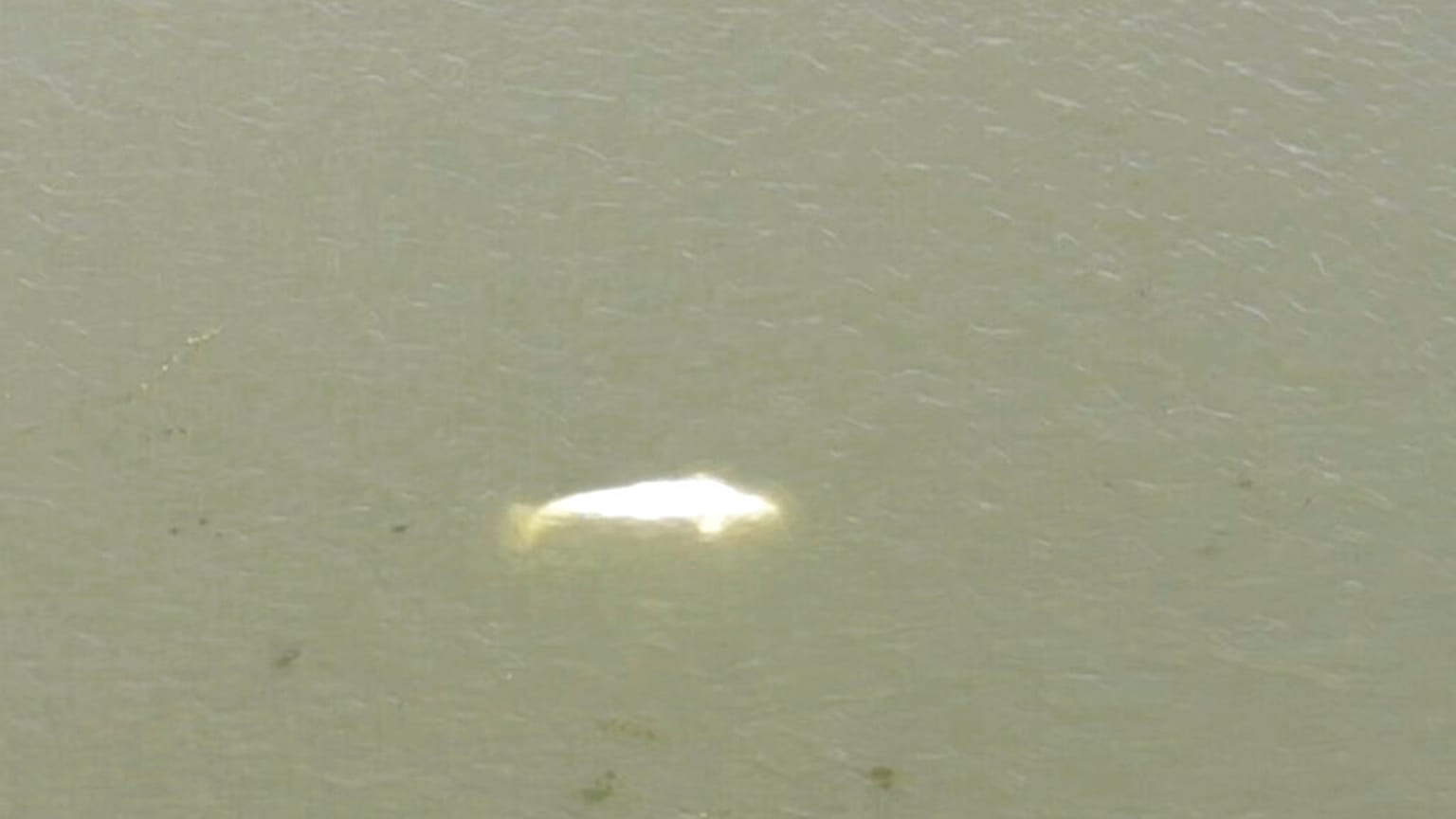 Der Beluga in der Seine bei Saint-Pierre-la-Garenne.