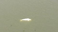 Der Beluga in der Seine bei Saint-Pierre-la-Garenne.