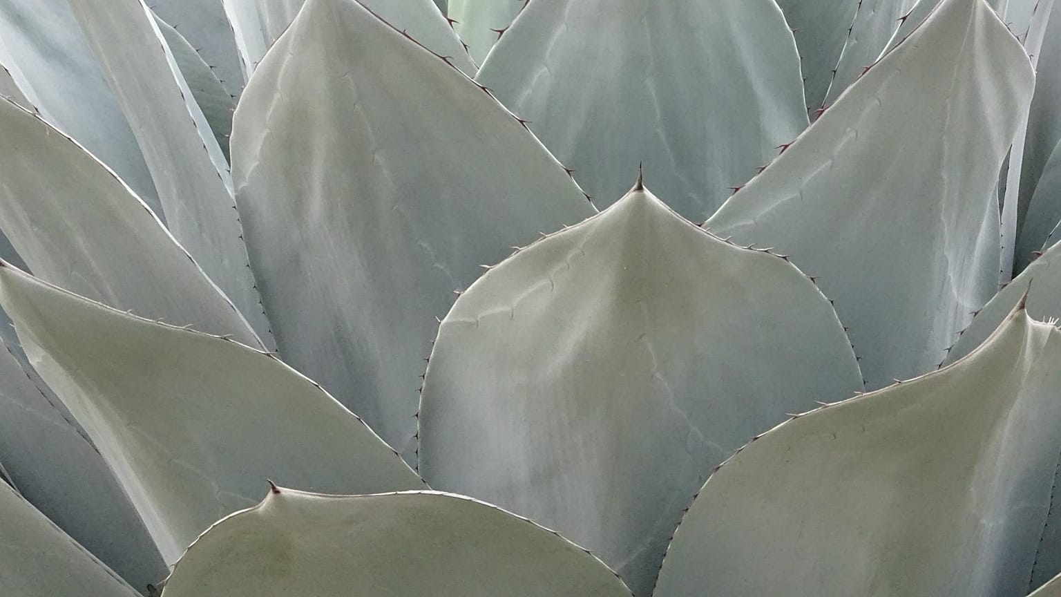 Die Agave ist in Gefahr