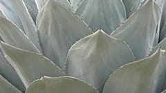 Die Agave ist in Gefahr